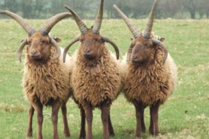 Three four-horned Manx Loaghtan sheep standing in a grassy field